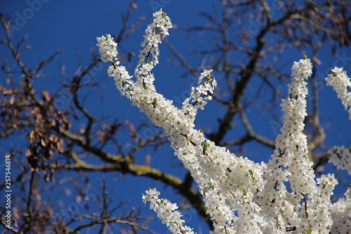 Wallpaper Mural blühende Zierkirsche - Frühlingsbote Torontodigital.ca