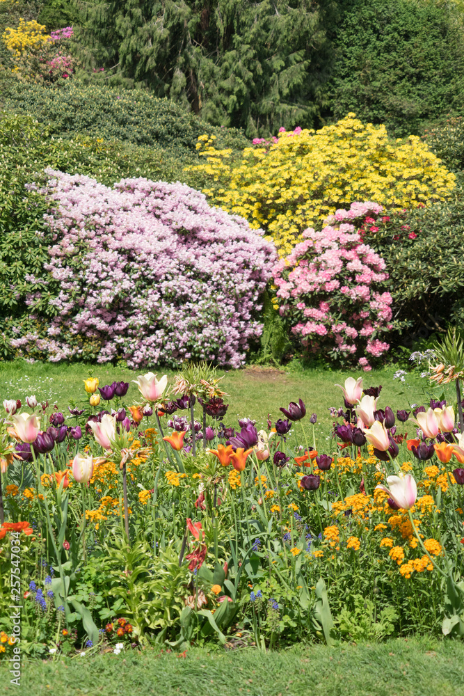 Bunte Rhododendron- und Tulpenblüte auf der Insel Mainau Bunte Rhododendron- und Tulpenblüte auf der Insel Mainau