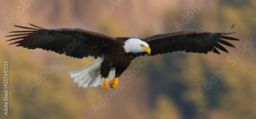 Bald eagle (Haliaeetus leucocephalus) flying against blurry background photo