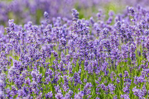 A Lavender Field in Full Bloom