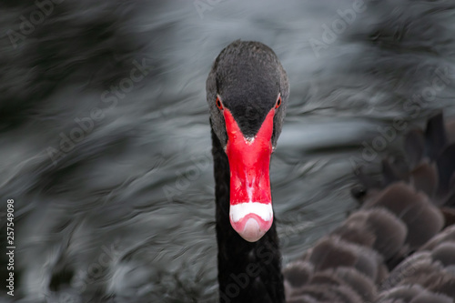 Fototapeta Naklejka Na Ścianę i Meble -  an black swan headshot close up  on black background