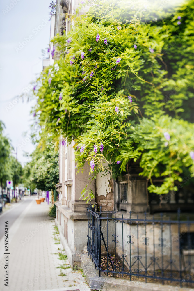 Beautiful wisteria plant on the French building street with magnificent flowers - street perspective view Beautiful wisteria plant on the French building street with magnificent flowers - street perspective view