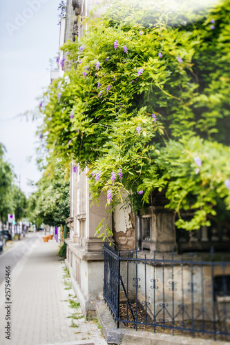 Beautiful wisteria plant on the French building street with magnificent flowers - street perspective view