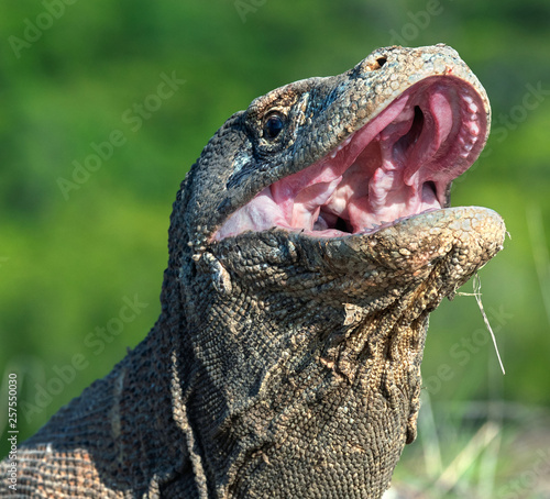 The open mouth of the Komodo dragon. Close up portrait, front view. Komodo dragon.  Scientific name: Varanus Komodoensis. Natural habitat. Indonesia. Rinca Island. photo