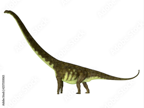 Mamenchisaurus hochuanensis Dinosaur Side Profile - Mamenchisaurus hochuanensis was a herbivorous sauropod dinosaur that lived in China during the Jurassic Period. © Catmando