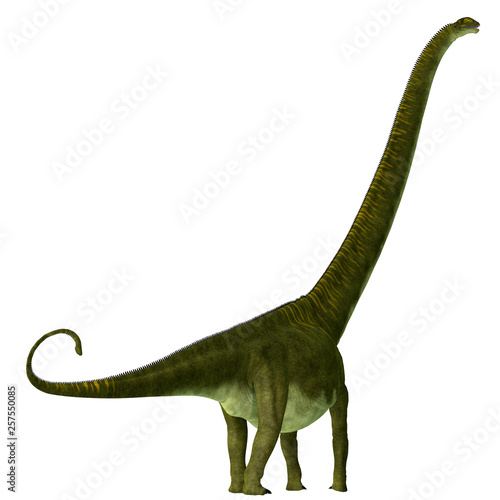Mamenchisaurus hochuanensis Dinosaur Tail - Mamenchisaurus hochuanensis was a herbivorous sauropod dinosaur that lived in China during the Jurassic Period.
