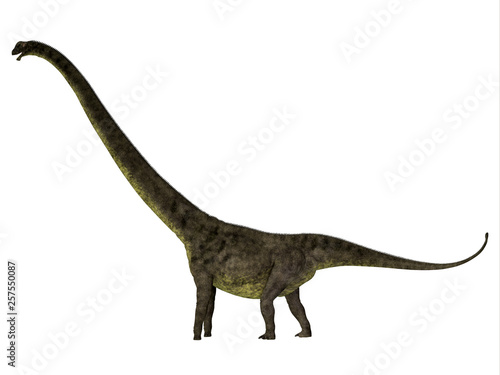 Mamenchisaurus youngi Dinosaur Side Profile - Mamenchisaurus youngi was a herbivorous sauropod dinosaur that lived in China during the Jurassic Period. © Catmando