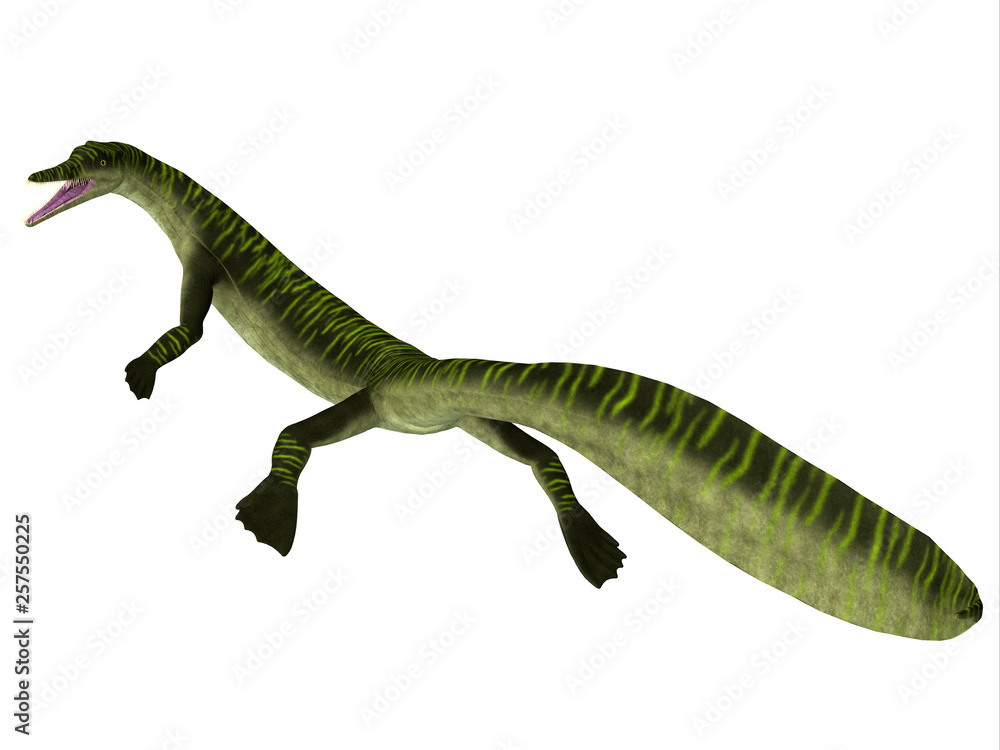 Fototapeta premium Mesosaurus Marine Reptile Tail - Mesosaurus was a carnivorous marine reptile that lived in the seas of Africa and South America during the Permian Period.