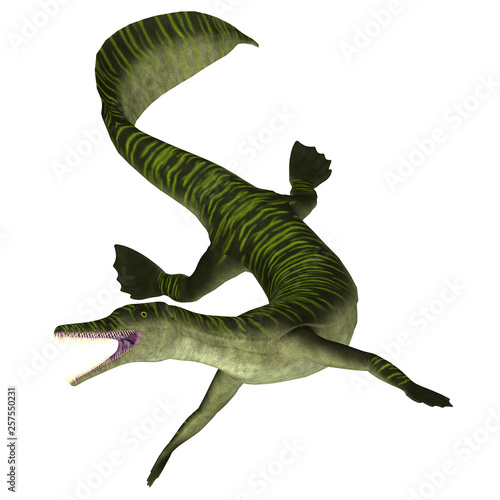 Mesosaurus Marine Reptile on White - Mesosaurus was a carnivorous marine reptile that lived in the seas of Africa and South America during the Permian Period.  photo