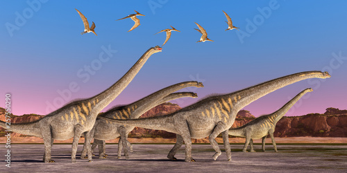 Sauroposeidon Dinosaur Herd - A flock of Pteranodon reptiles fly over a herd of Sauroposeidon dinosaurs walking together during the Cretaceous Period of North America.