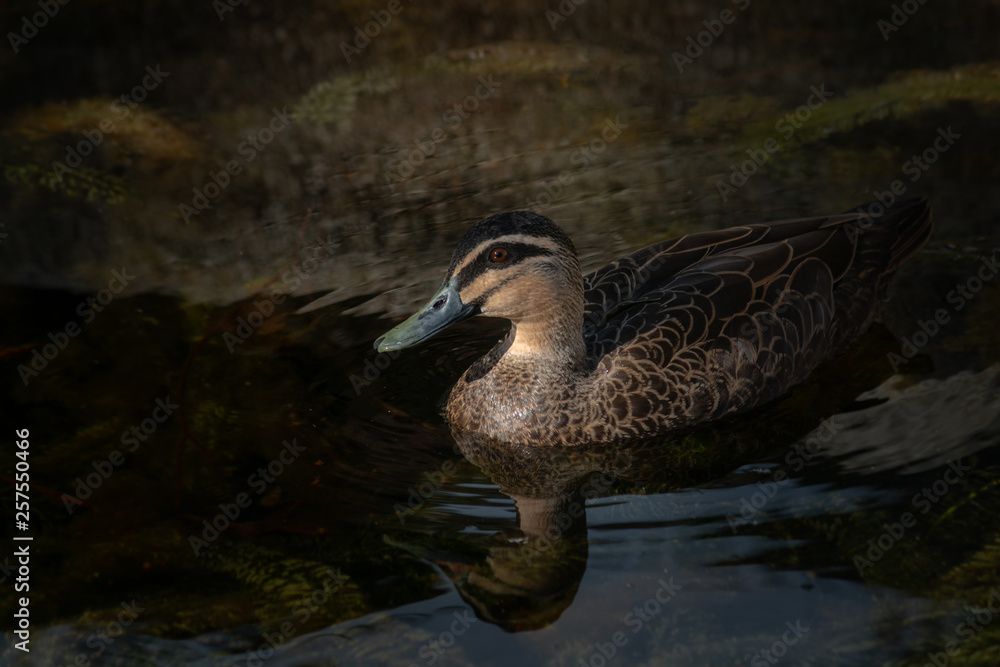 pacific black duck swimming on water with reflection pacific black duck swimming on water with reflection