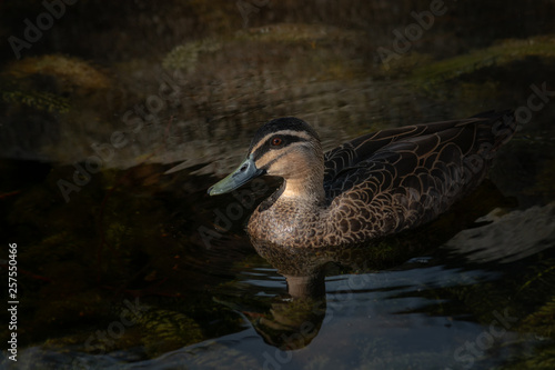 pacific black duck swimming on water with reflection