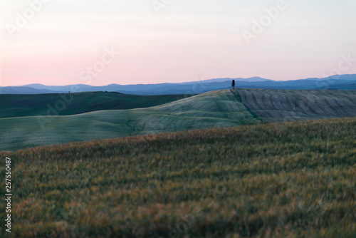 A single isolated cypress tree in the middle of a field in Val d'Orcia or Valdorcia in Tuscany, a very popular travel destination in Italy
