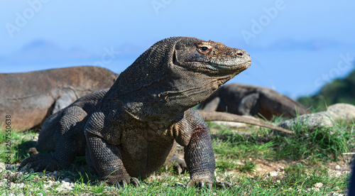 Komodo dragon   scientific name  Varanus komodoensis. Scenic view on the background  Natural habitat.  Indonesia.