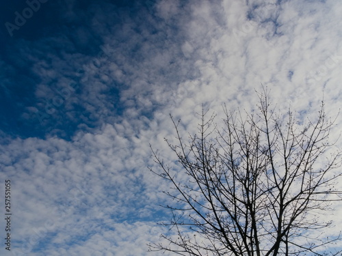 Sky and tree