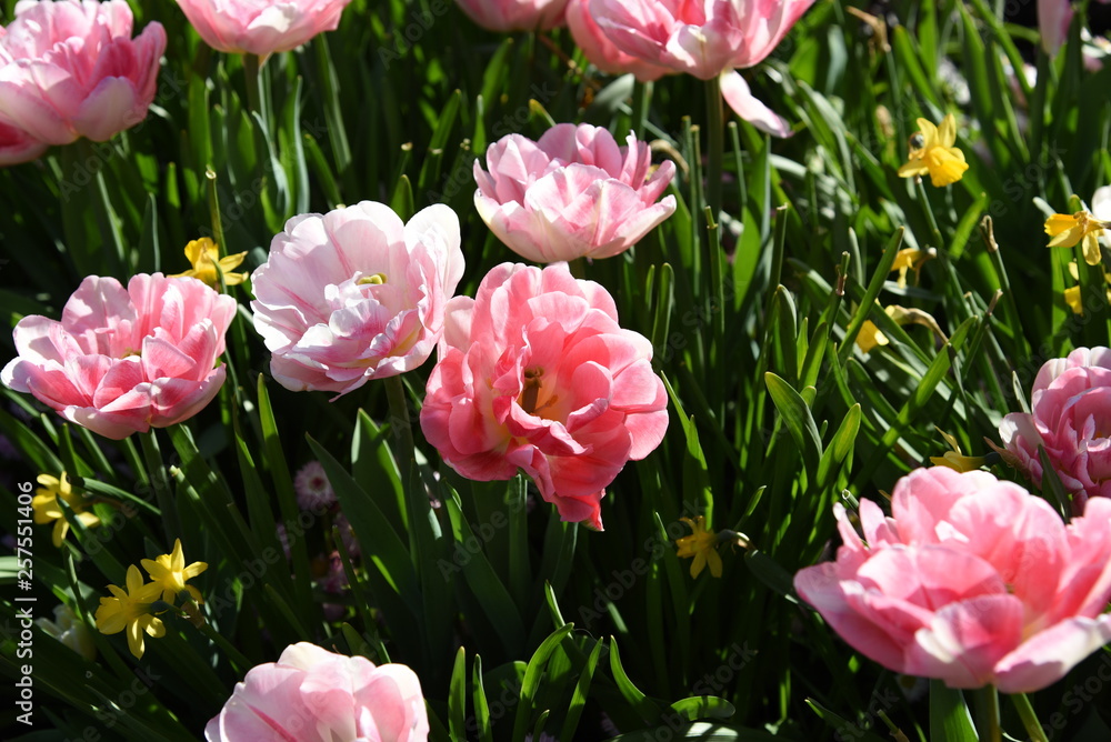 pink tulips in the garden