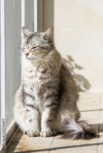 Beautiful pet of livestock in relax, siberian purebred cat