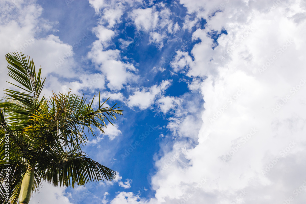 palm trees and sky with clouds palm tropical summer vacation holiday