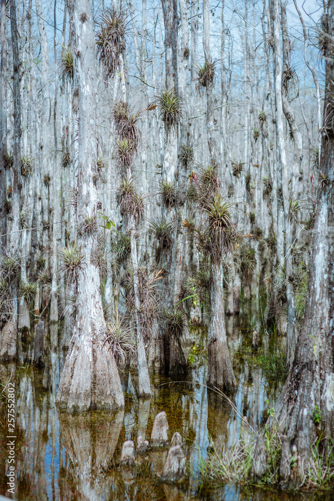 Obraz premium Big Cypress