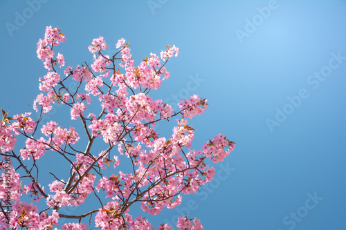 Bright pink cherry blossom against blue sky