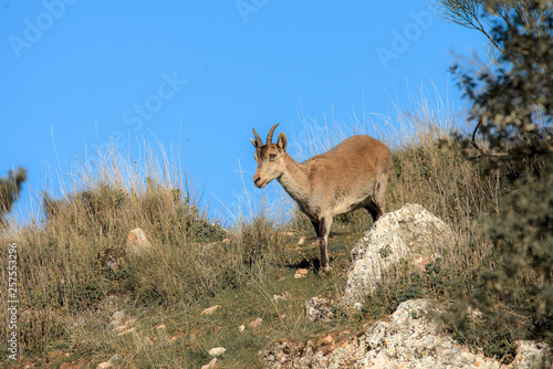 Fototapeta Naklejka Na Ścianę i Meble -  Female of Ibex, Capra pyrenaica in Spain, Europe.