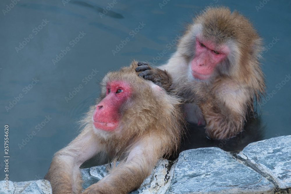Naklejka premium Monkey Onsen - Massage