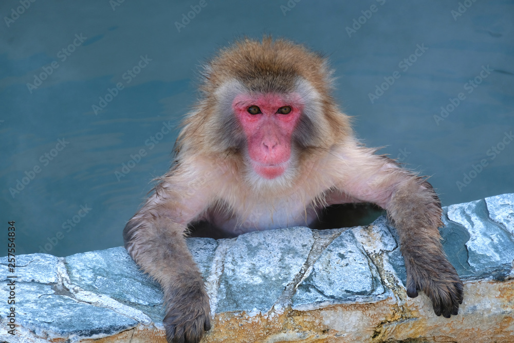 Naklejka premium Monkey Onsen - Massage