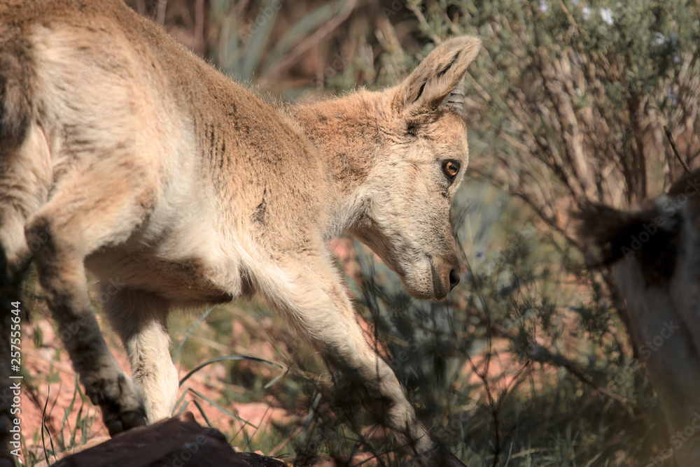 Fototapeta premium Female of Ibex, Capra pyrenaica in Spain, Europe.