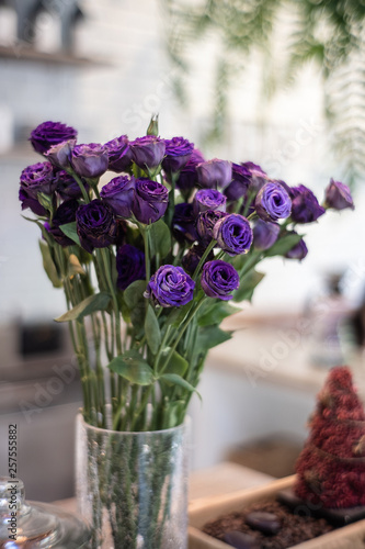 selective focus flowers Beautifu purple anemone flowers