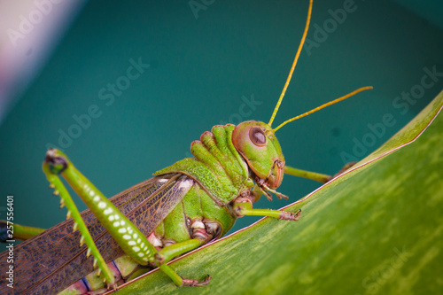grasshopper on leaf © Jean