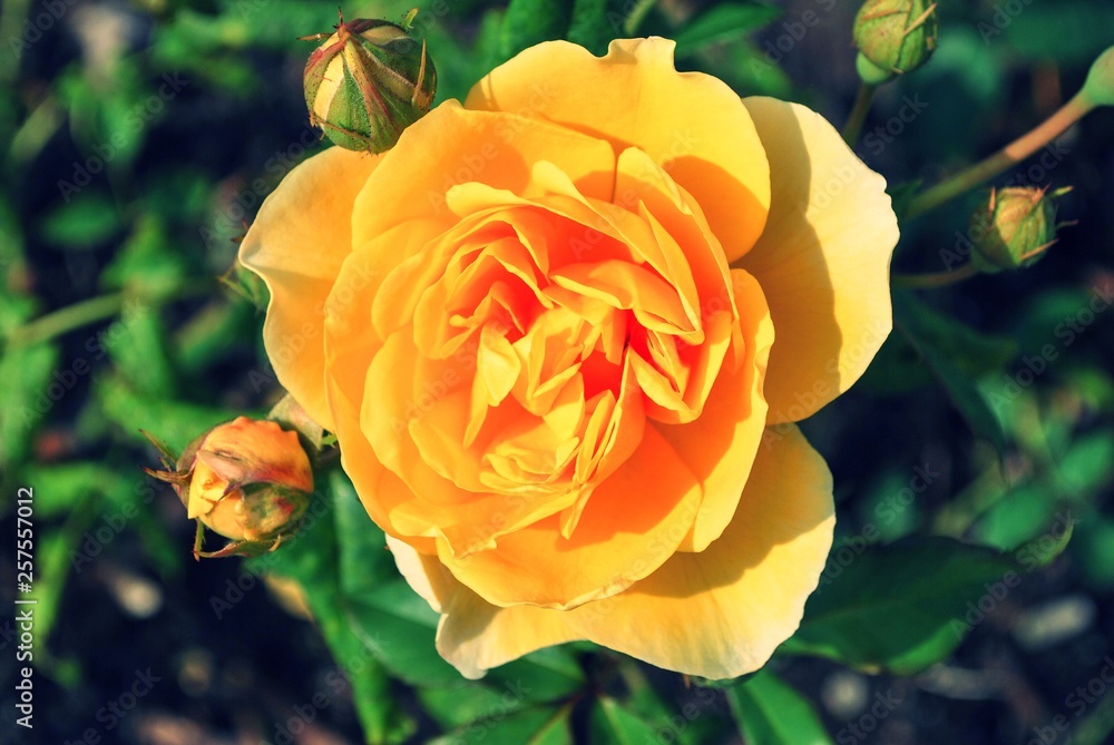 Bright Yellow Rose with budding flowers around it Bright Yellow Rose with budding flowers around it