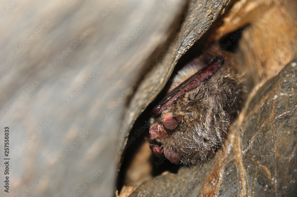 bat hibernates in cleft deep in cave, sleepeing bat in a cave, small cute bat is in a hibernation, cleft in the cave where bat is asleep
