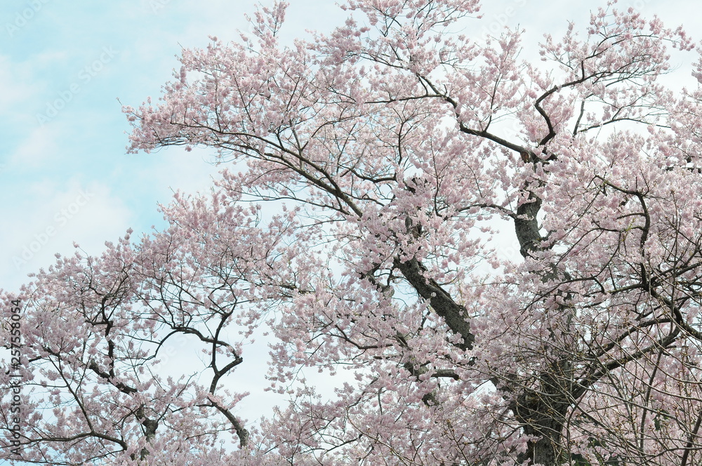 琵琶湖の桜 琵琶湖の桜