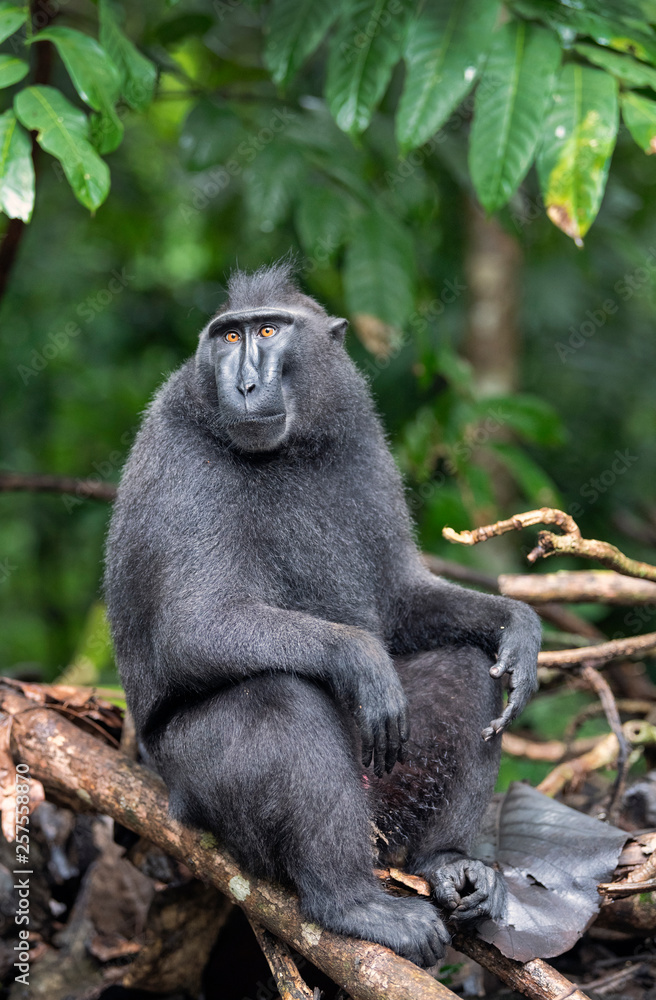 The Celebes crested macaque . Green natural background. Crested black macaque, Sulawesi crested macaque, celebes macaque or the black ape.  Natural habitat. Sulawesi. Indonesia.