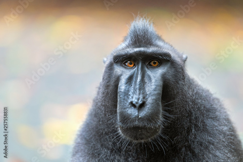 The Celebes crested macaque . Close up portrait. Crested black macaque, Sulawesi crested macaque, or the black ape. Natural habitat. Sulawesi. Indonesia.