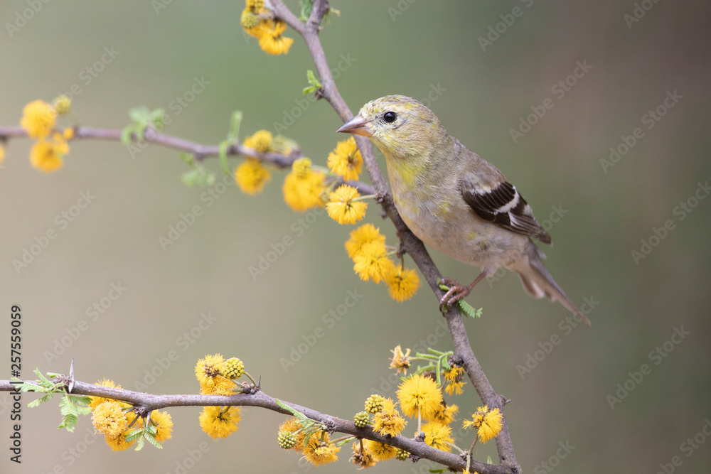 Obraz premium Spinus psaltria perched on a mimosa branch