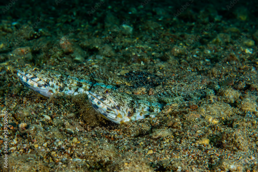 Tiger Snake Eel in the Red Sea Colorful and beautiful, Eilat Israel Tiger Snake Eel in the Red Sea Colorful and beautiful, Eilat Israel