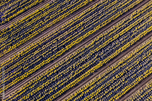 Yellow purple blue field pattern from the air