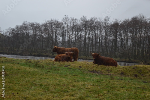 Highland Cows