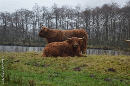 Highland Cows