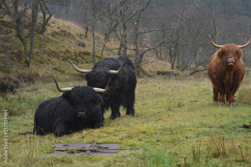 Highland Cows