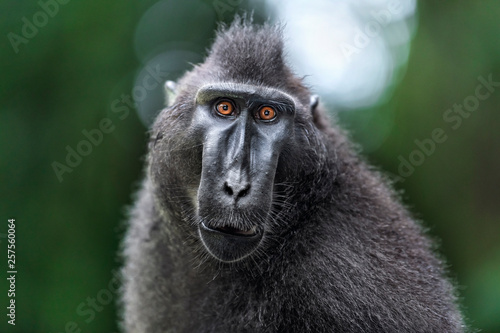 Tableau sur toile The Celebes crested macaque