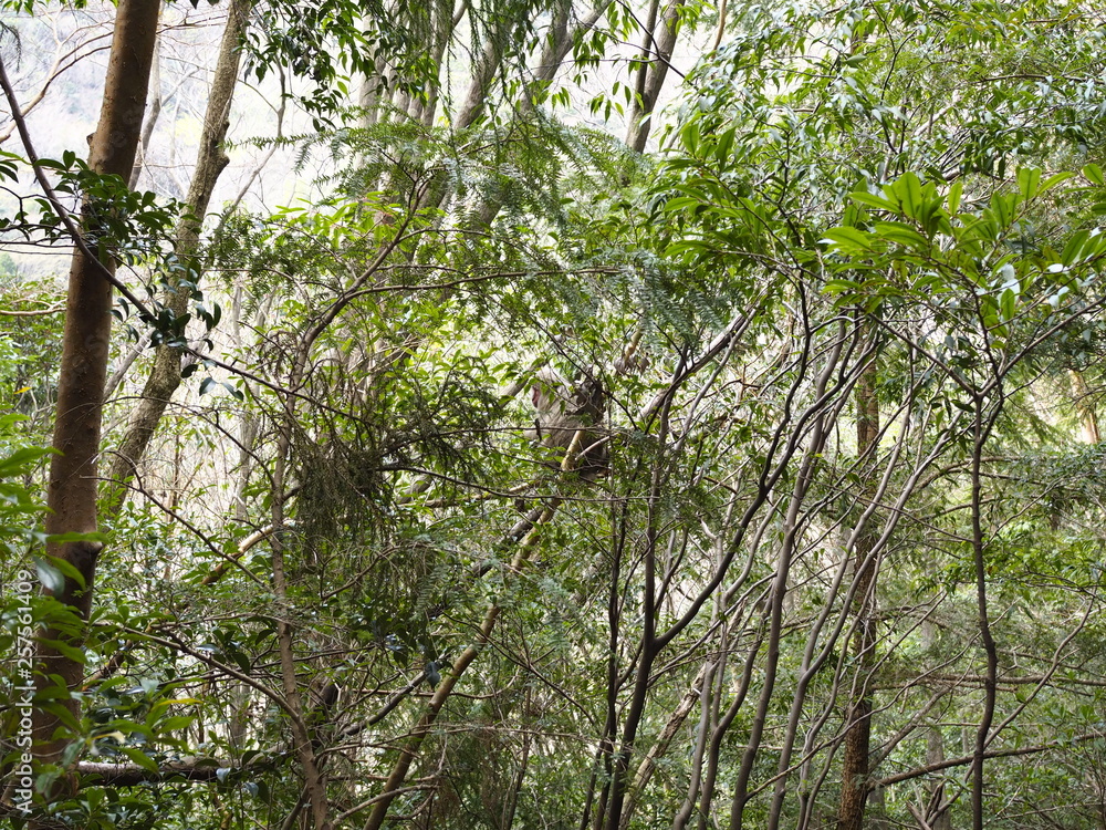 Obraz premium 屋久島