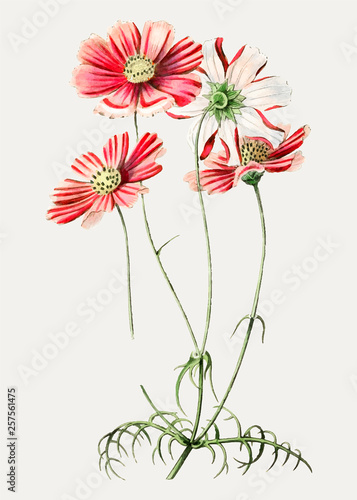 Pink cosmos flower