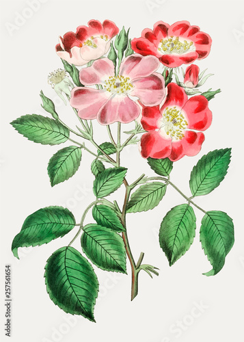 Rose clare