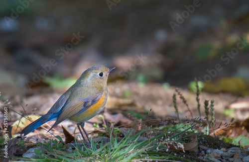 Tickell's Blue Flycatcher in nature.