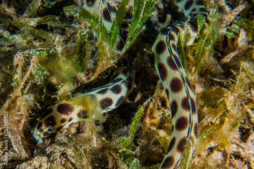 Tiger Snake Eel in the Red Sea Colorful and beautiful, Eilat Israel © yeshaya
