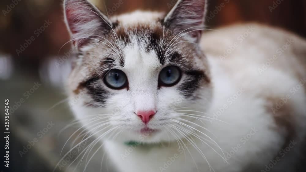 Grey white cat with blue eyes looking directly in the camera home furry head kitten young funny adorable white british curious domestic cute slow motion Grey white cat with blue eyes looking directly in the camera home furry head kitten young funny adorable white british curious domestic cute slow motion
