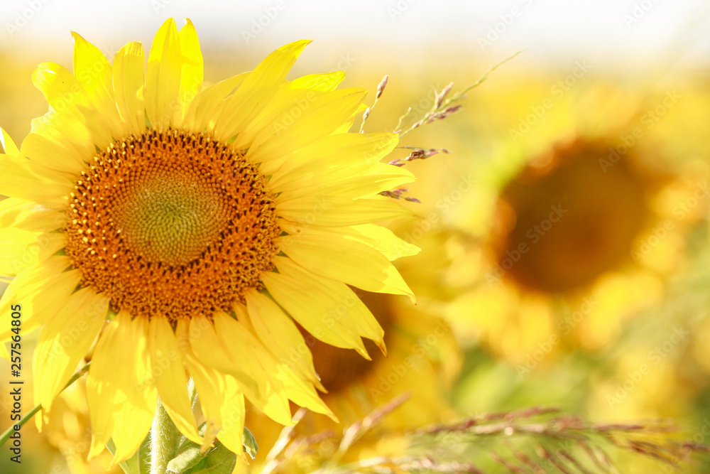 Obraz premium Girasoles