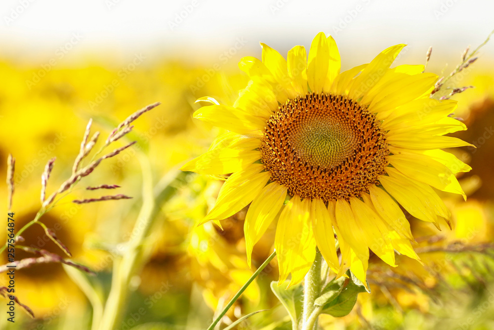 Obraz premium Girasoles